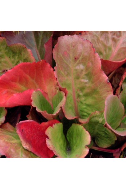 Бадан  Вінтерглют листя