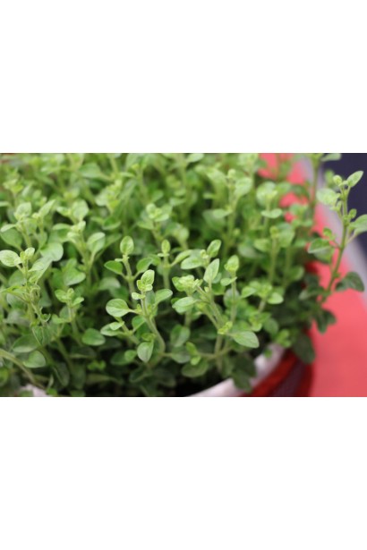 Материнка звичайна Компактум