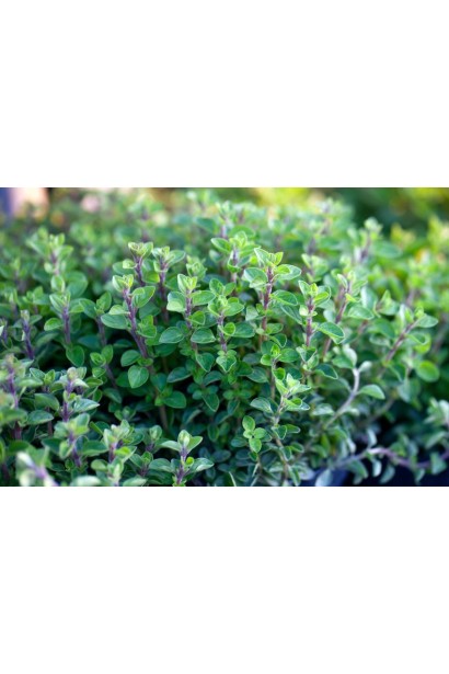 Origanum vulgare Compactum