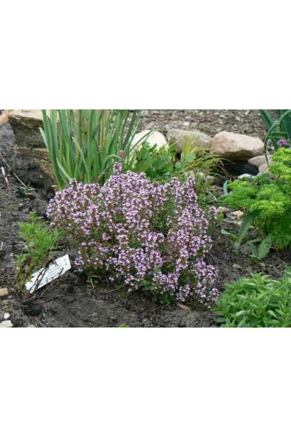 Материнка  Компактум компактний багаторічник