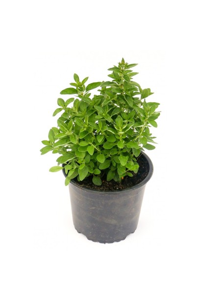 Материнка звичайна Компактум контейнер 3 л