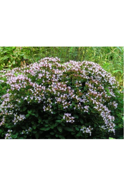 Орегано Компактум