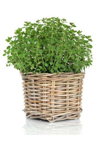 Душиця Компактум