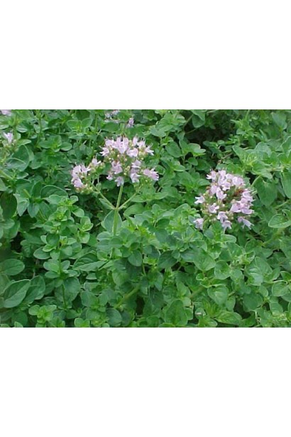 Материнка  Компактум цвітіння