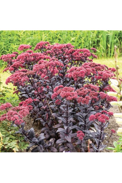 Очиток гібридний Джозі Аубергайн - сукулент для саду та клумби