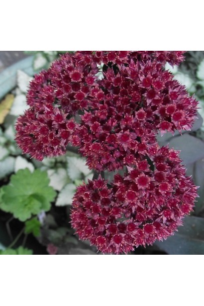 Sedum Jose Aubergine