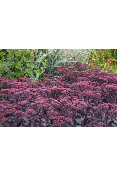 Sedum Jose Aubergine - багаторічник із фіолетовим відтінком листя