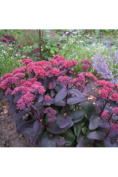 Очиток Джозі Аубергайн - декоративна рослина із соковитим пурпурним листям