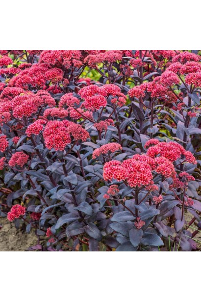 Sedum Jose Aubergine - багаторічник із темно-червоним забарвленням