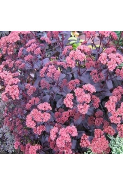 Очиток-седум гібридний Джозі Аубергайн