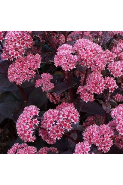 Очиток Джозі Аубергайн - декоративна рослина для кам’янистих садів