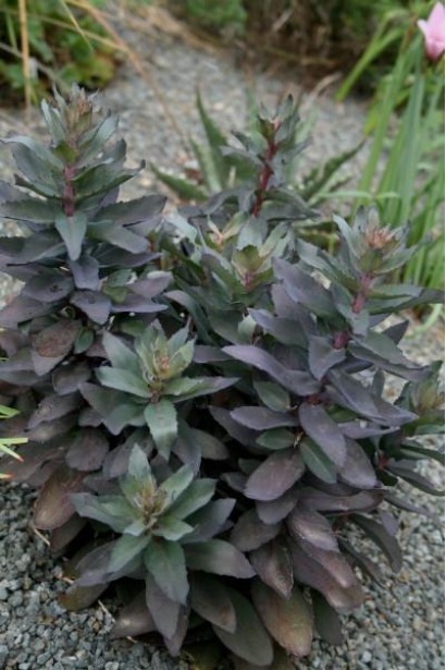 Sedum Jose Aubergine - пурпурні листя та компактна форма рослини
