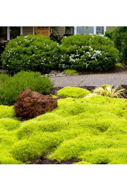 Моховинка шиловидна Ауреа в ландшафті