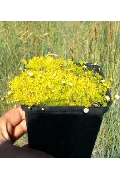 Моховинка шиловидна Ауреа в горщику