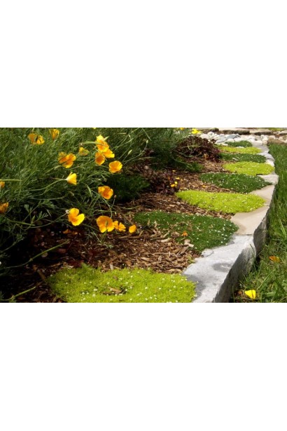 Моховинка шиловидна Ауреа в композиції