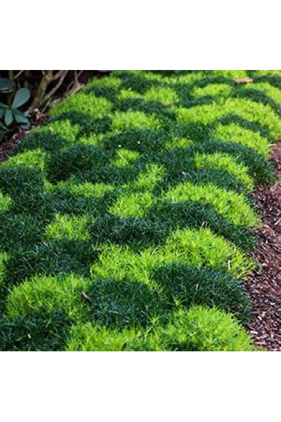 Sagina subulata Aurea