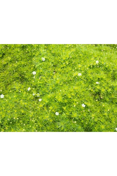 Sagina subulata Aurea