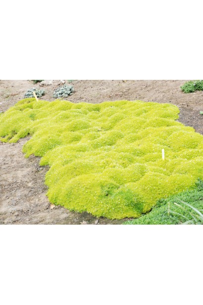 Подушкоподібна багаторічна рослина