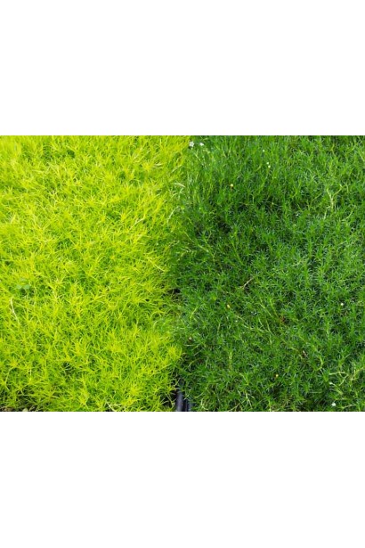 Моховинка шиловидна Ауреа альтернатива газону