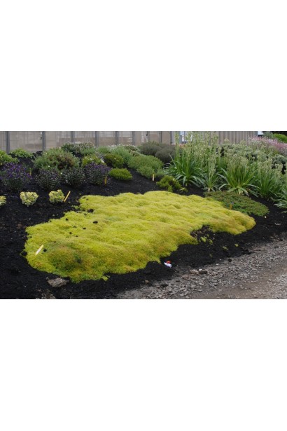 Моховинка шиловидна Ауреа