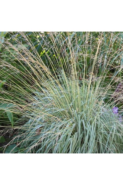 Молінія блакитна