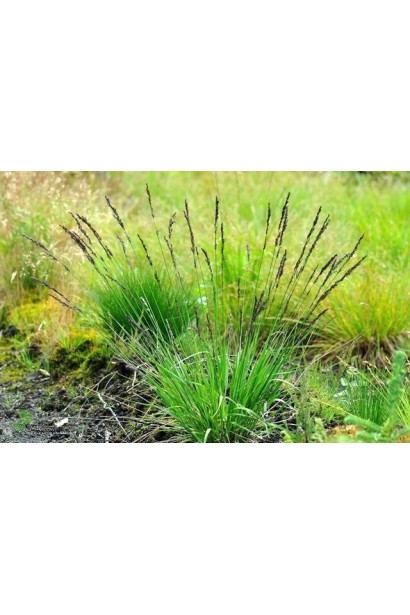 Молінія блакитна