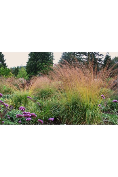 Молінія блакитна в ландшафті