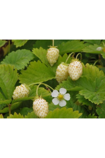 Суниця садова Жовте Чудо