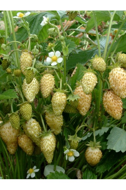 Полуниця садова Жовте Чудо