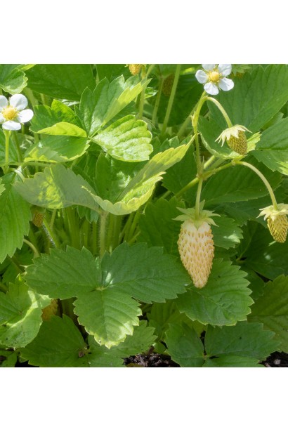 Fragaria Yellow Wonder