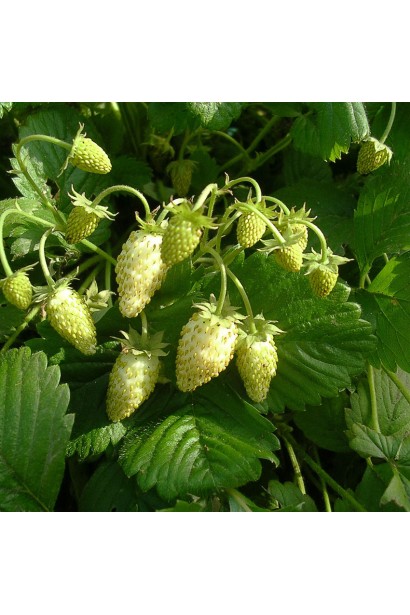 Полуниця Yellow Wonder