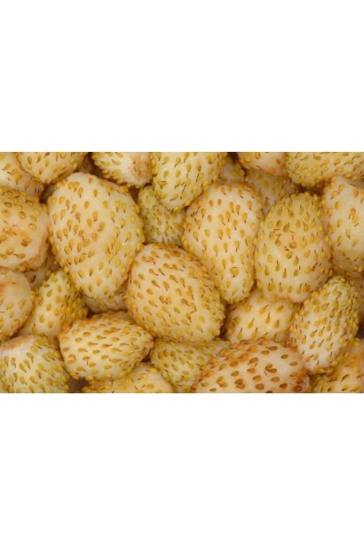 Жовто-кремові плоди Суниці Жовте Чудо