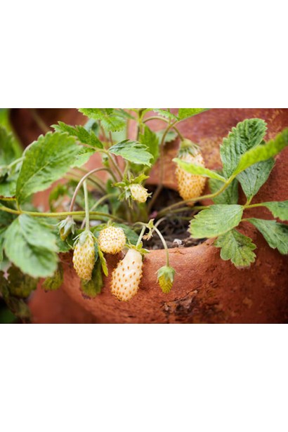 Суниця садова Жовте Чудо в горщику