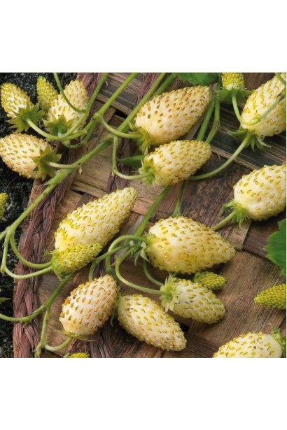 Суниця садова Жовте Чудо плоди