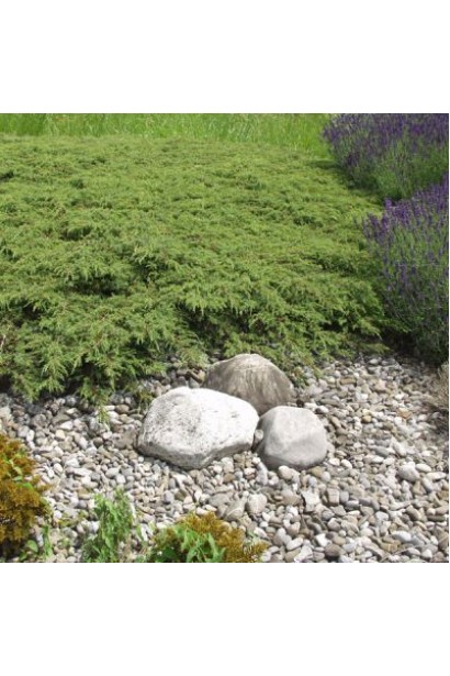 Стелющийся зеленый ковер из можжевельника Грин Карпет