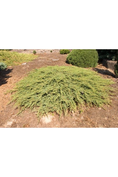 Можжевельник обыкновенный Green Carpet