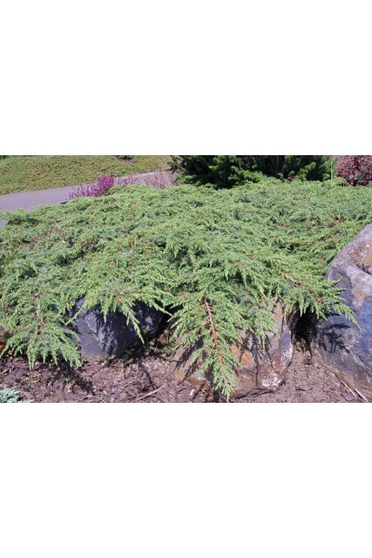 Можжевельник обыкновенный Зеленый Ковер