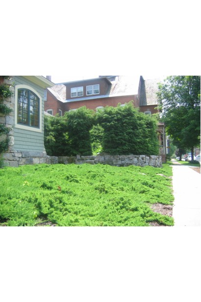 Использование можжевельника Грин Карпет в ландшафтном дизайне