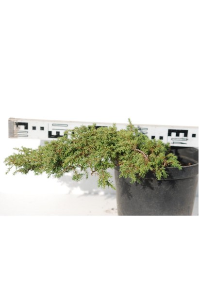 Можжевельник обыкновенный Грин Карпет диаметр 30-40 см