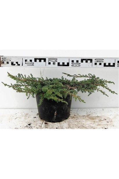 Можжевельник Грин Карпет - контейнер 5 л, диаметр 40-50 см