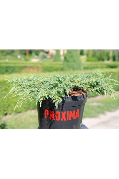 Можжевельник Грин Карпет в горшочке 3 л