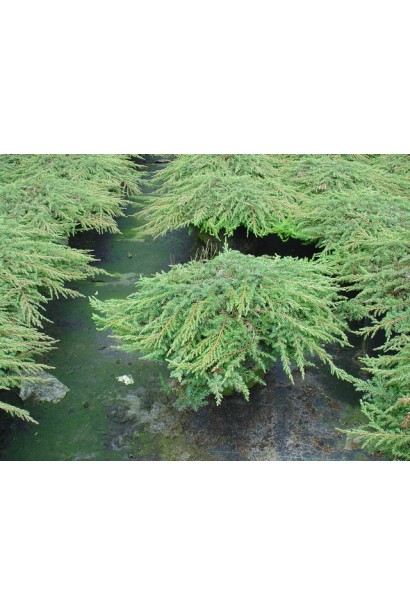 Можжевельник обыкновенный Грин Карпет - ярко-зеленая хвоя