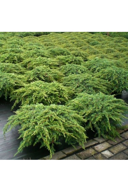 Можжевельник обыкновенный Грин Карпет