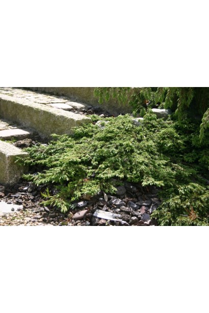 Можжевельник обыкновенный Грин Карпет в ландшафте