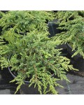 Ялівець звичайний Грін Карпет | Можжевельник обыкновенный Грин Карпет | Juniperus communis Green Carpet