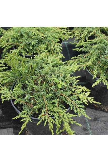 Juniperus communis Green Carpet