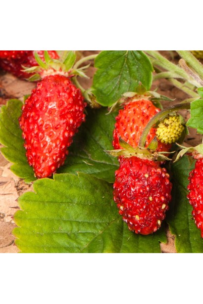 Полуниця Барон Вон Солемахер