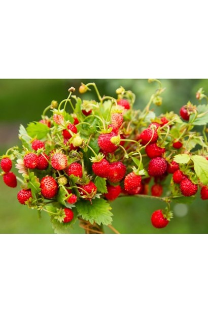 Суниця рання Барон Солемахер