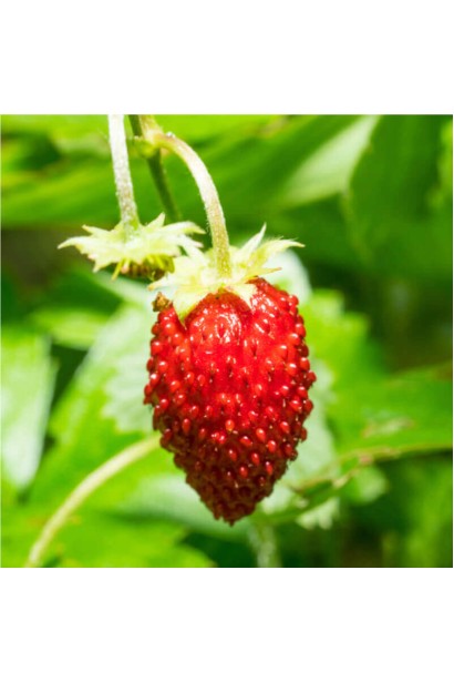 Суниця садова Барон Солемахер ягода