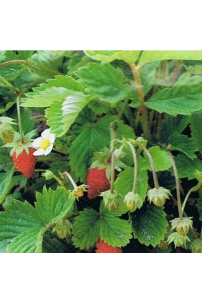 Суниця Барон Вон Солемахер